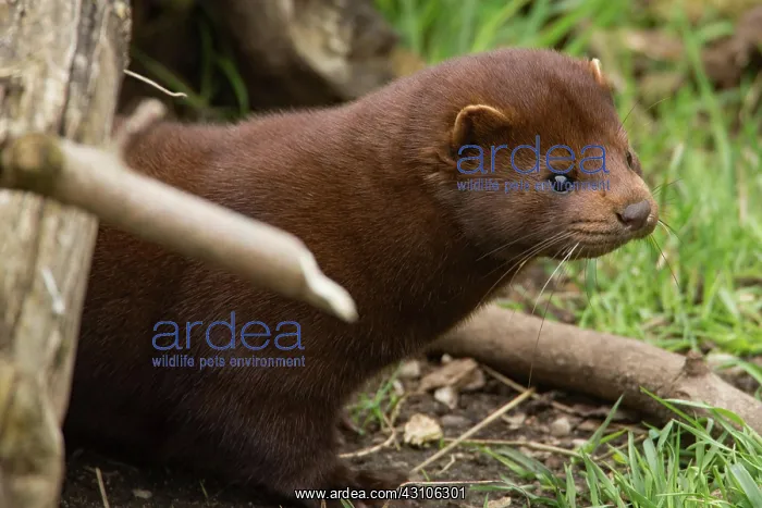 : American mink (Neovison vison) : American mink (Neovison vison)