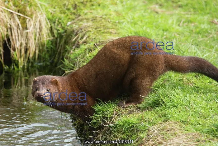 : American mink (Neovison vison) : American mink (Neovison vison)