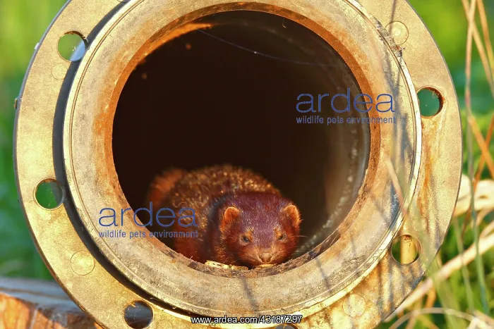 : American Mink (Neovison vison) (Syn.: Mustela vison) : American Mink (Neovison vison) (Syn.: Mustela vison)