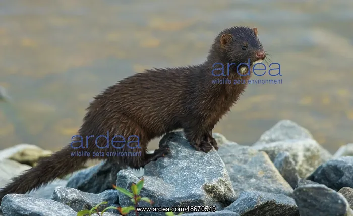 : American mink pauses for a moment while foraging along a : American mink pauses for a moment while foraging along a