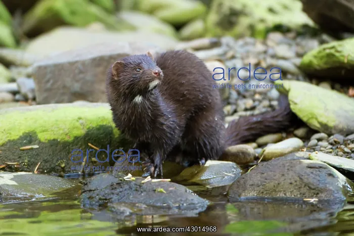 : American Mink standing on rock next to river : American Mink standing on rock next to river