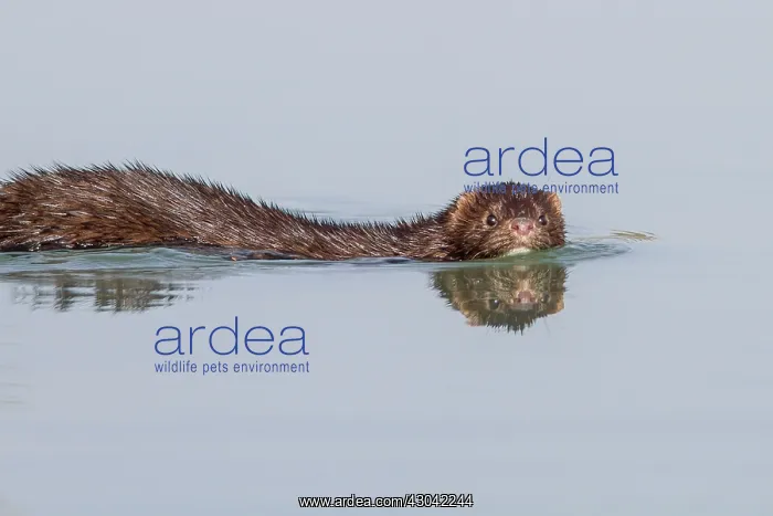  : American Mink swimming