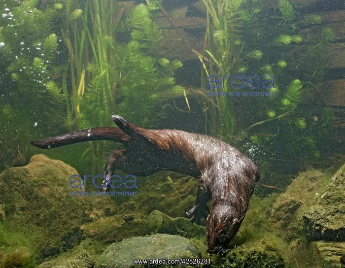 : American Mink - swimming underwater side view : American Mink - swimming underwater side view