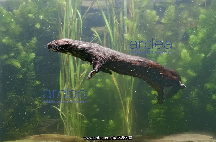 : American Mink - swimming underwater side view : American Mink - swimming underwater side view