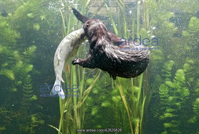 : American Mink - swimming underwater side view : American Mink - swimming underwater side view