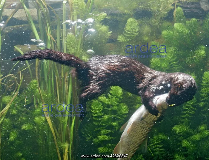 : American Mink - swimming underwater side view : American Mink - swimming underwater side view