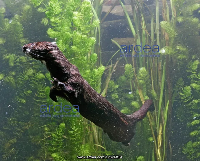 : American Mink - swimming underwater side view : American Mink - swimming underwater side view