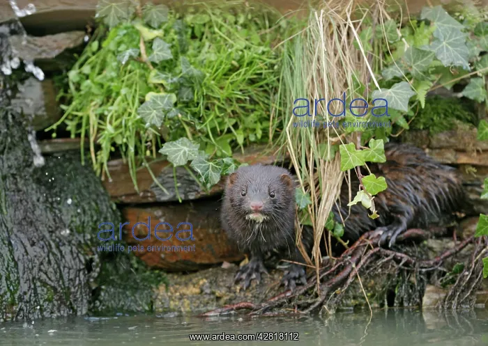 : American Mink - in undergrowth by waterfall - alien specie : American Mink - in undergrowth by waterfall - alien specie