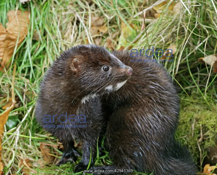 : American Mink - side view, autumn : American Mink - side view, autumn