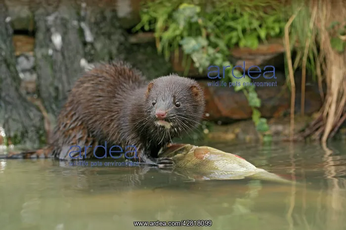 : American Mink - front view eating perch by waterfall : American Mink - front view eating perch by waterfall