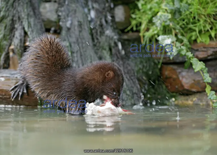 : American Mink - front view eating perch by waterfall : American Mink - front view eating perch by waterfall