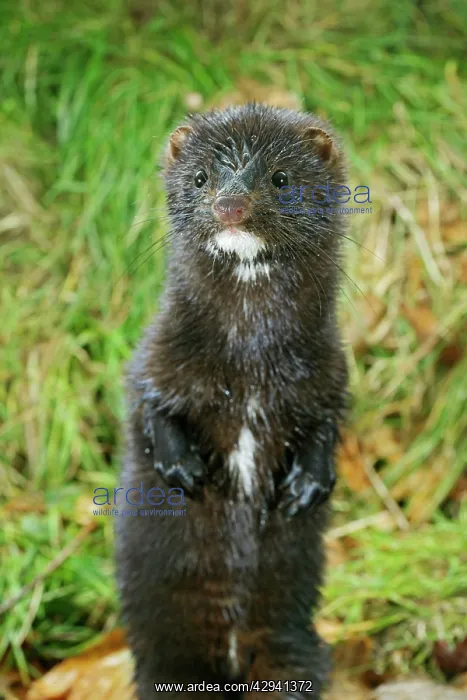 : American Mink - front view, standing upright, autumn : American Mink - front view, standing upright, autumn
