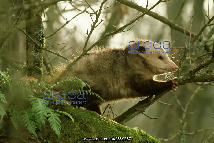 : American Opossum - in forest : American Opossum - in forest