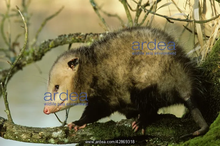 : American Opossum - on tree branch : American Opossum - on tree branch