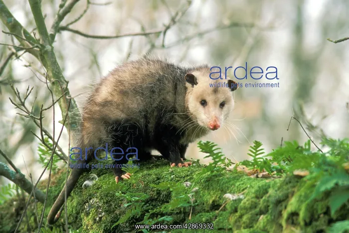 : American Opossum - on tree branch : American Opossum - on tree branch