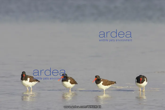 : American Oystercatcher : American Oystercatcher
