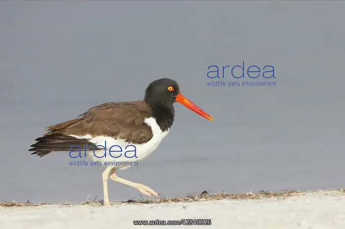 : American Oystercatcher : American Oystercatcher