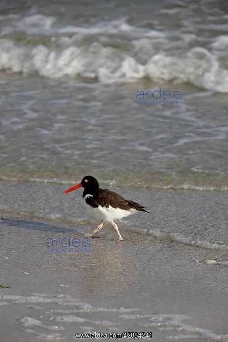 : American Oystercatcher : American Oystercatcher