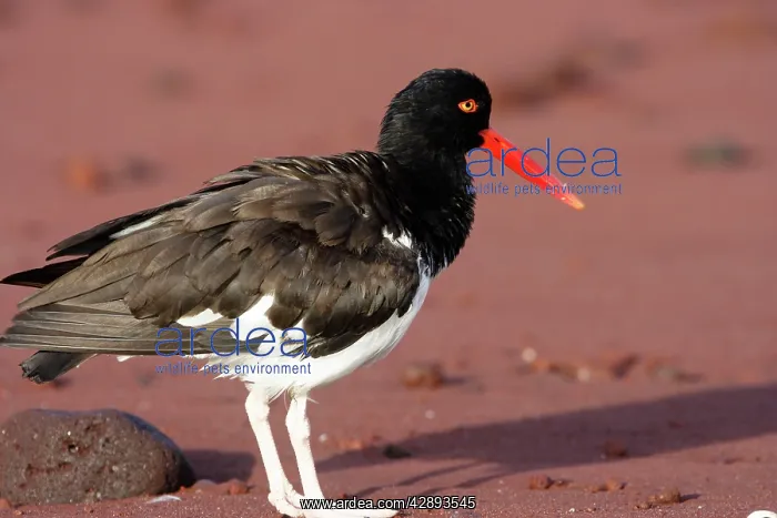 : American Oystercatcher : American Oystercatcher