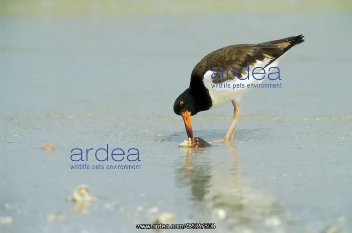 : American Oystercatcher : American Oystercatcher