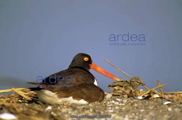 : American Oystercatcher : American Oystercatcher