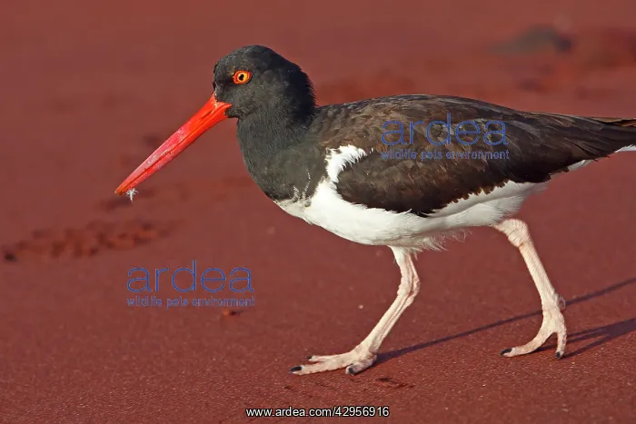 : American Oystercatcher : American Oystercatcher