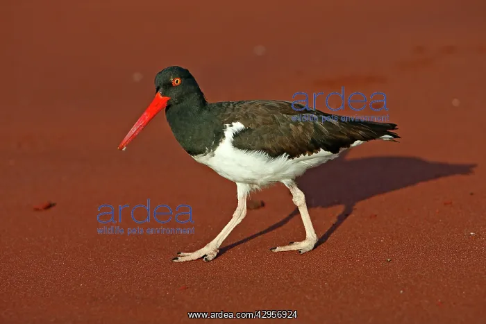 : American Oystercatcher : American Oystercatcher