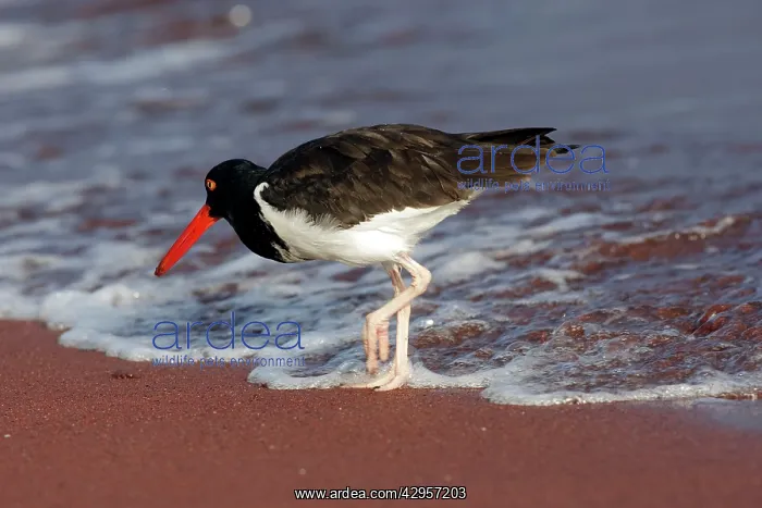 : American Oystercatcher : American Oystercatcher