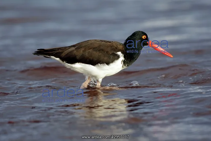 : American Oystercatcher : American Oystercatcher