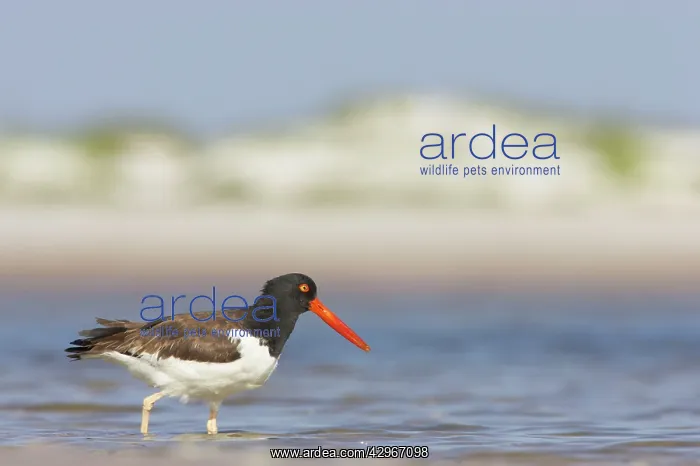 : American Oystercatcher : American Oystercatcher