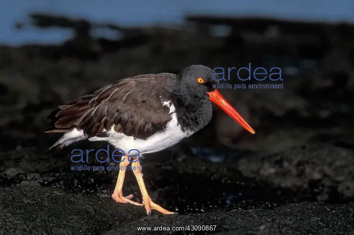 : American Oystercatcher : American Oystercatcher