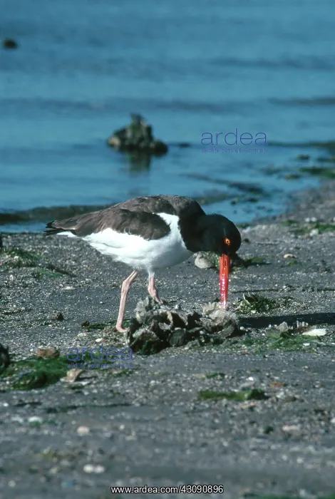 : American Oystercatcher : American Oystercatcher