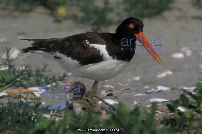 : American Oystercatcher : American Oystercatcher