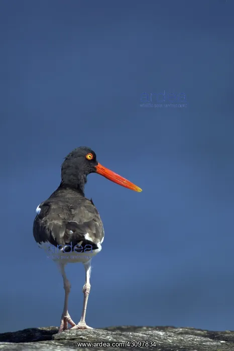 : American Oystercatcher : American Oystercatcher