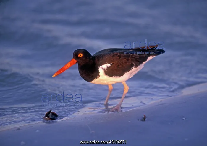 : American Oystercatcher : American Oystercatcher