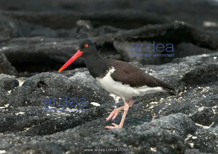 : American Oystercatcher : American Oystercatcher