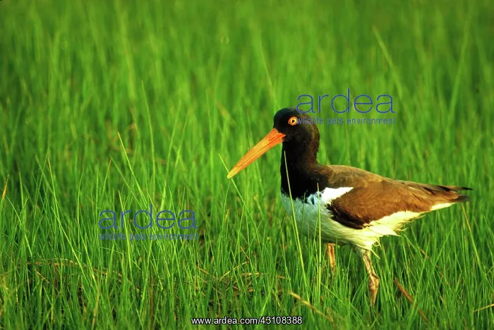 : American oystercatcher : American oystercatcher