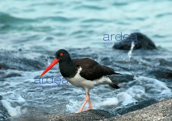 : American Oystercatcher : American Oystercatcher
