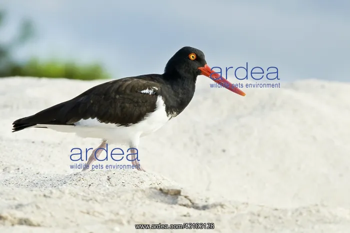  : American oystercatcher