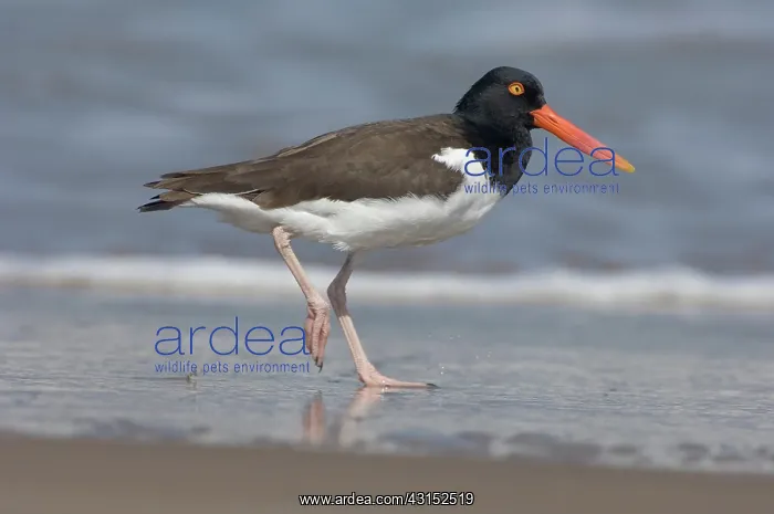 : American Oystercatcher on beach : American Oystercatcher on beach