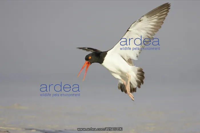 : American Oystercatcher calling as it comes in to land : American Oystercatcher calling as it comes in to land