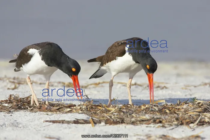 : American Oystercatcher - displaying : American Oystercatcher - displaying