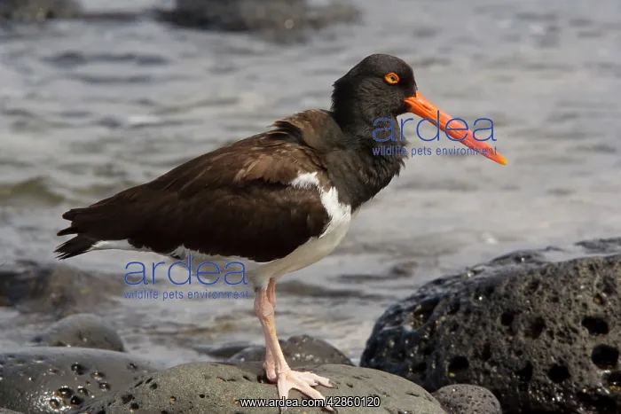 : American Oystercatcher, endemic Galapagos subspecies : American Oystercatcher, endemic Galapagos subspecies