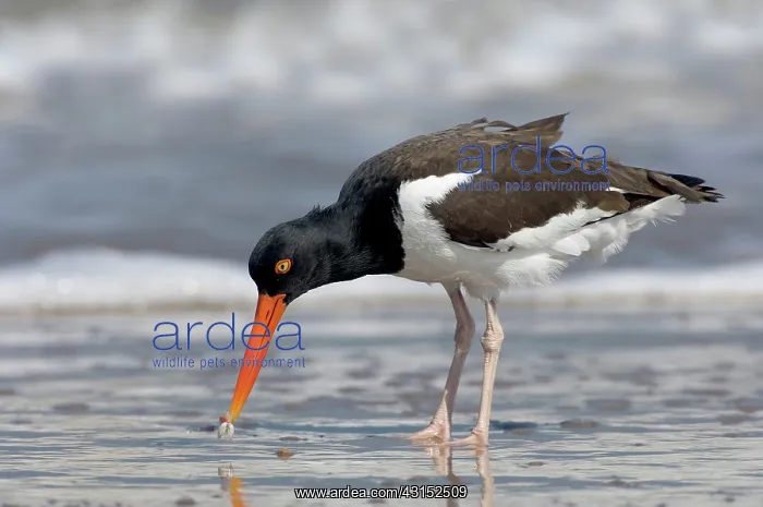 : American Oystercatcher feeding on clam : American Oystercatcher feeding on clam