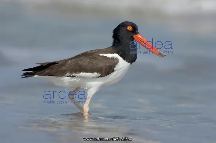 : American Oystercatcher feeding on clam : American Oystercatcher feeding on clam
