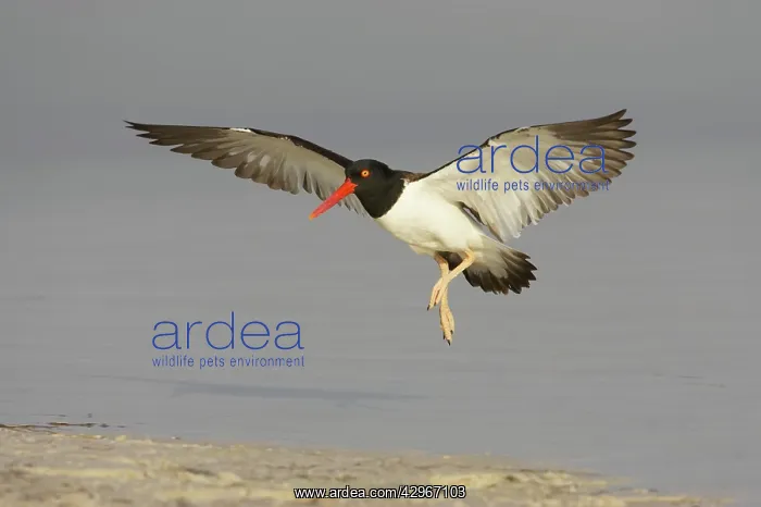 : American Oystercatcher - in flight coming in to land : American Oystercatcher - in flight coming in to land