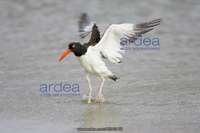 : American Oystercatcher wing flapping after washing : American Oystercatcher wing flapping after washing