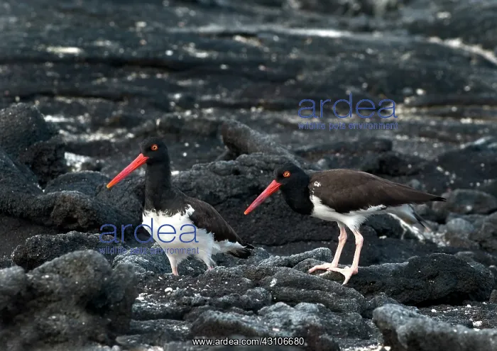 : American Oystercatchers : American Oystercatchers