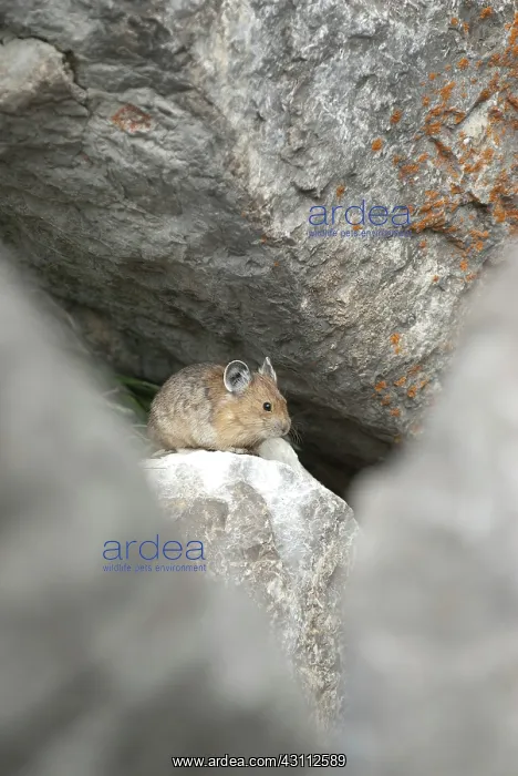 : American Pika : American Pika