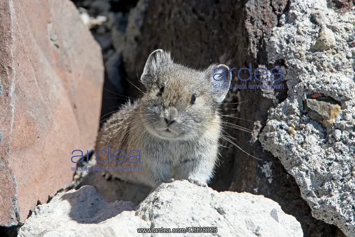 : American Pika - Mount Washburn Yellowstone National : American Pika - Mount Washburn Yellowstone National